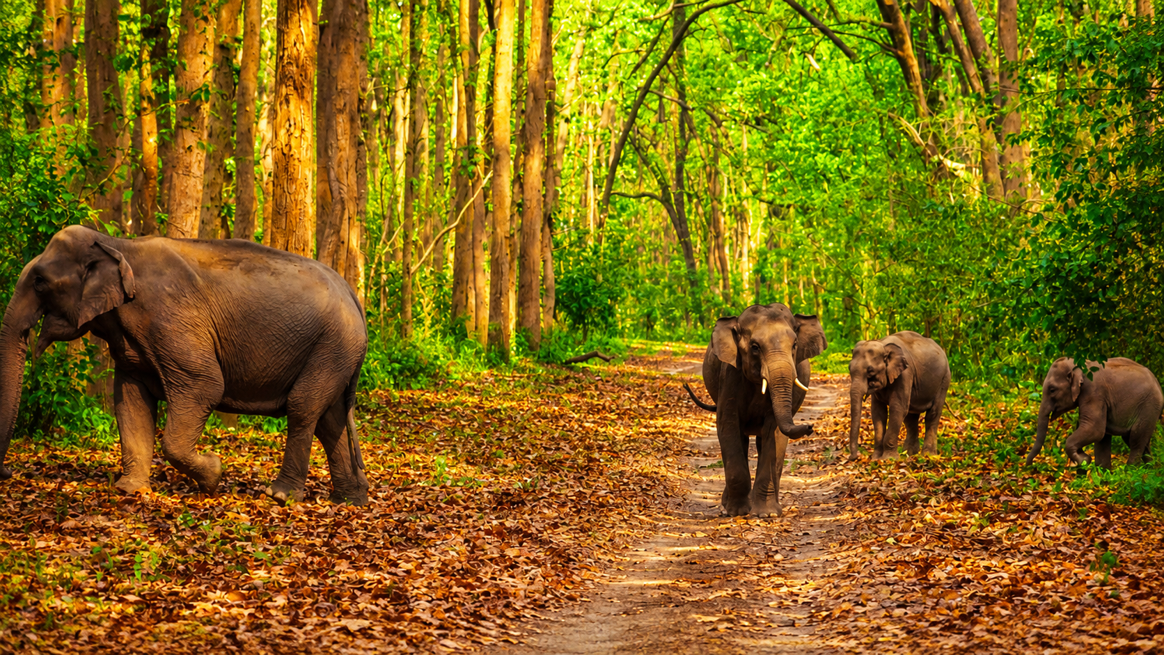 Nainital to Jim Corbett