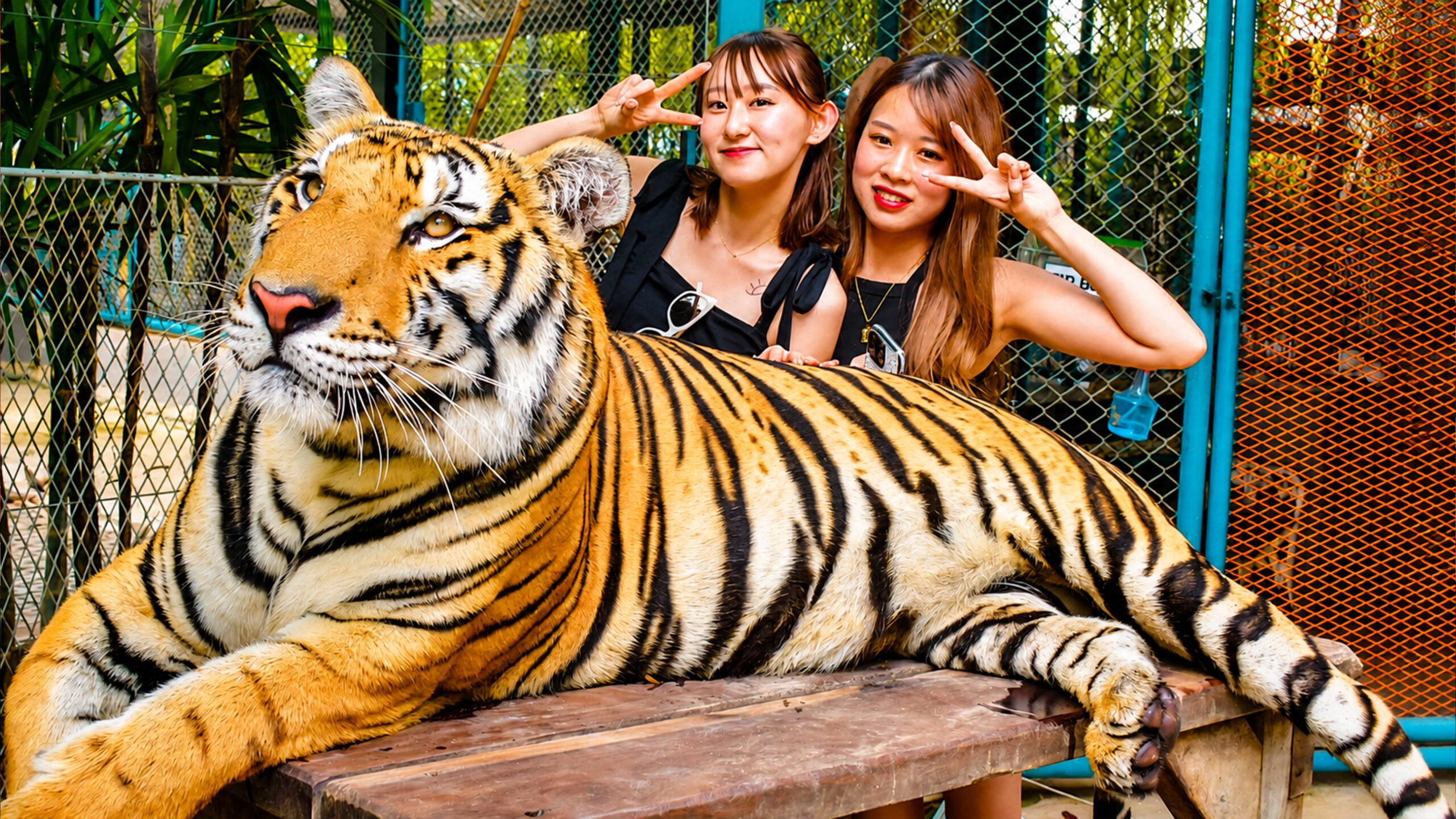Pattaya Floating Market Tiger Park Chao Phraya River Cruise